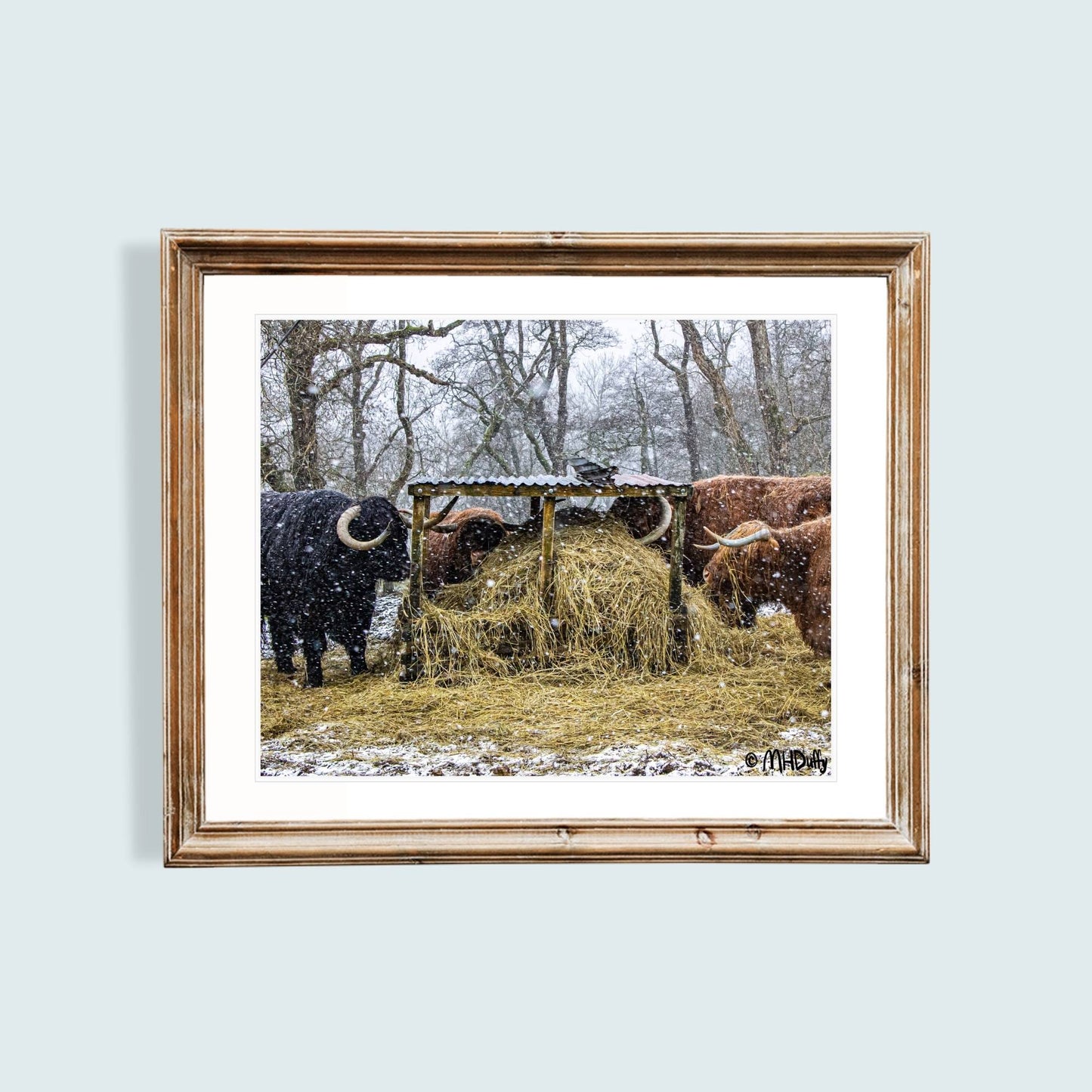 Cows lunching in the Highland Snow