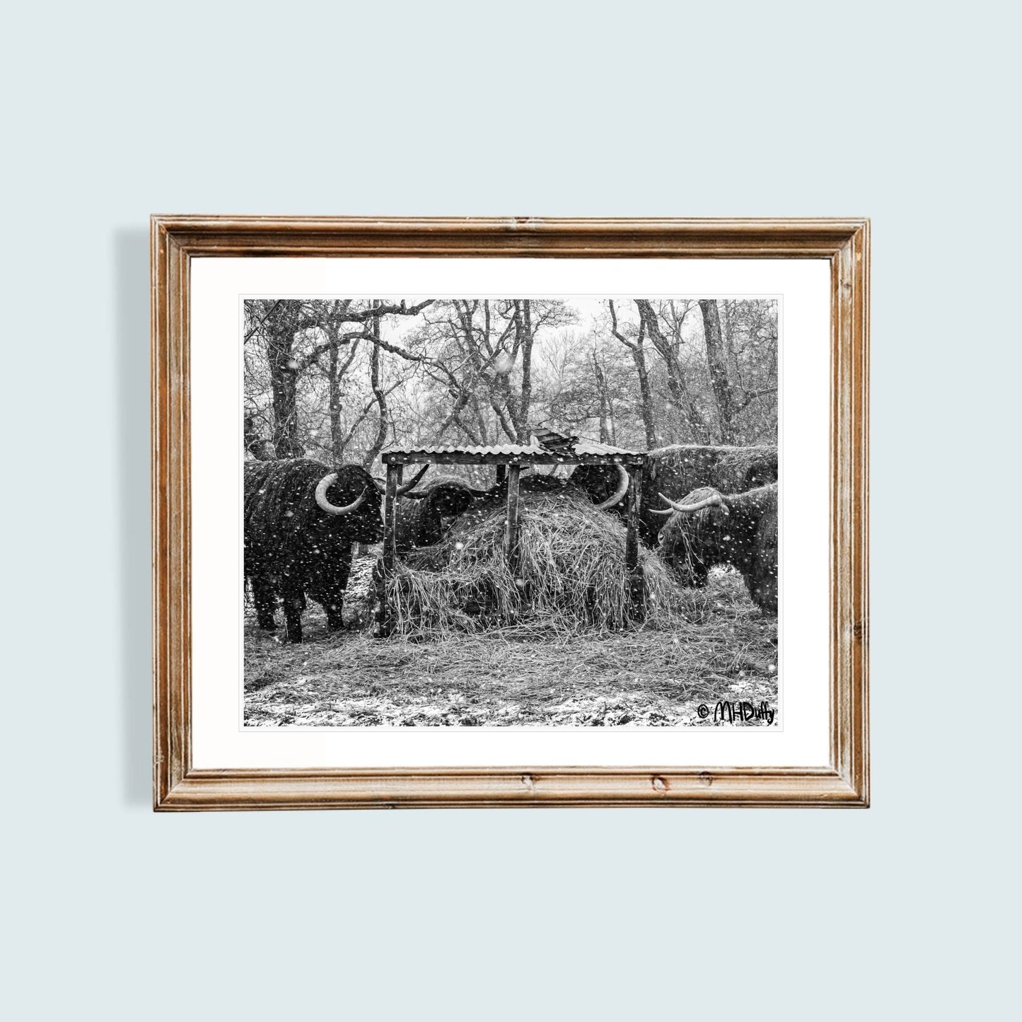 Cows lunching in the Highland Snow